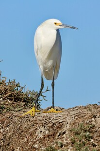 站立于岸的优雅白鹭