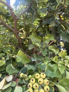 树上的黄色果实与繁茂枝叶