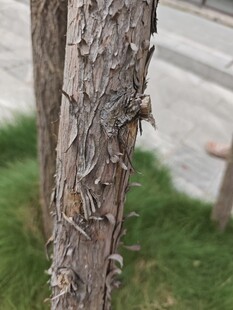树干特写