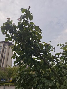 绿树掩映下的高楼