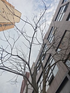 城市中光秃树枝与高楼