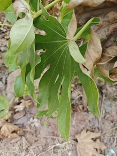 绿叶植物特写