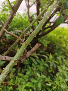 植物枝干与嫩绿叶片
