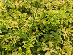 翠绿繁茂的植物叶片
