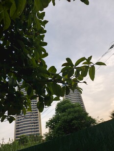 透过枝叶看城市建筑