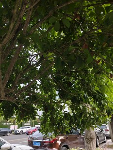 绿荫下的街边景象