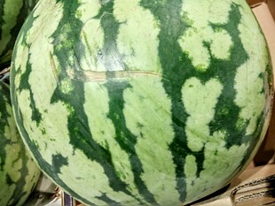 新鲜大西瓜