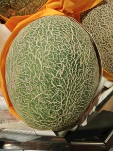 新鲜网纹蜜瓜特写