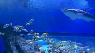 海底世界鱼类与鲨鱼共游