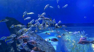 梦幻海底世界 群鱼共舞