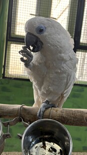 白鹦鹉进食瞬间