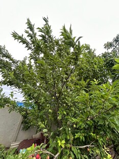 李子
