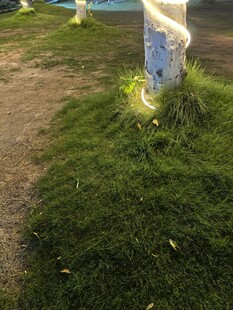 草地与缠绕白色灯带的树干