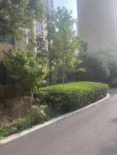 城市中绿意盎然的道路