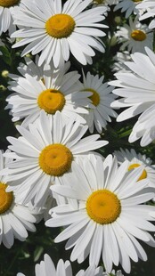 雏菊