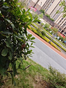 小区绿植旁的道路景观
