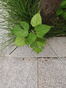 石板旁的嫩绿植物
