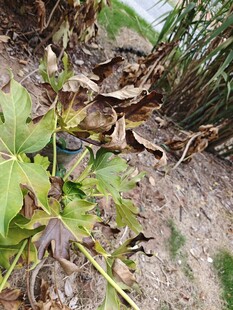 枯萎植物特写