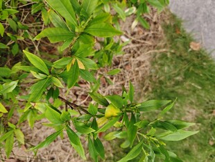 绿叶繁茂的地面植物景观