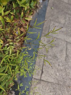 路边绿植与砖石路面景观