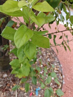 绿叶繁茂的植物特写
