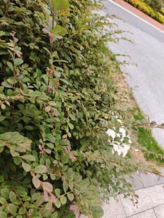路边绿植景观