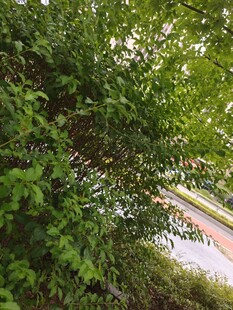 繁茂绿树旁的多彩道路