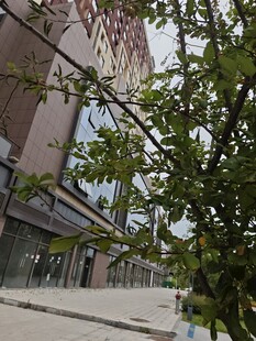 街边绿植与建筑景观