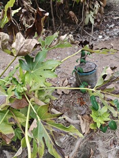 绿植中的复古小摆件