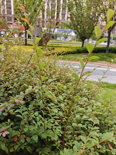 城市绿植景观