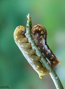 绿叶上的斑斓毛毛虫