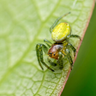 绿叶上的多彩小蜘蛛