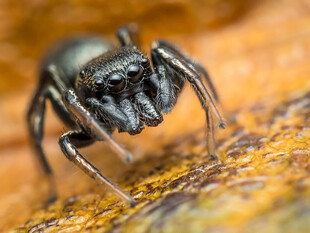 微距下的黑色蜘蛛