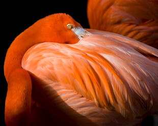 优雅火烈鸟整理绚丽羽毛