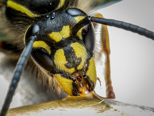 黄蜂特写专注进食瞬间