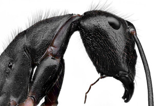 微距下的蚂蚁头部特写