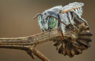 微距下的奇特昆虫特写