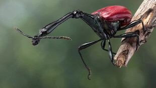 红色长嘴昆虫攀附树枝