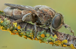 栖息于植物上的褐色昆虫