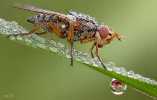 停在绿叶上的多彩小果蝇