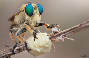 食虫虻捕食瞬间