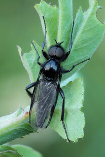 绿叶上的黑色昆虫