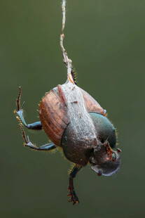 倒挂的甲虫