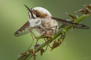 停在枝上的毛茸茸蜂鸟鹰蛾