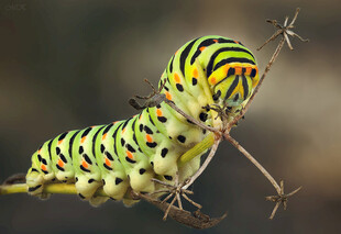 多彩花纹毛毛虫特写