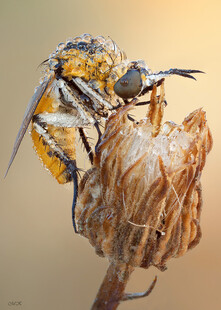 黄蜂栖息于枯萎植物上