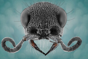 微观世界中的奇特昆虫