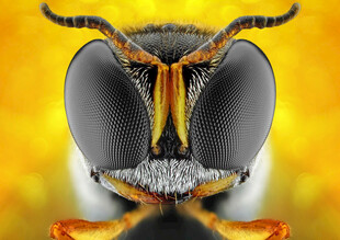 微距下的黄蜂头部特写