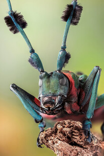 色彩斑斓的奇特甲虫特写