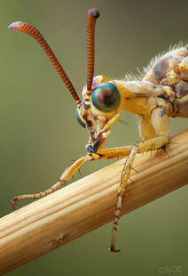 微距下的奇特昆虫特写